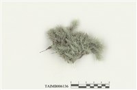 藏品(爪哇白髮苔)的圖片